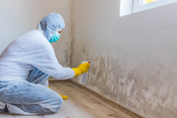 Licensed Black Mold Removal service in Park Ridge, NJ - WQB Mold Removal