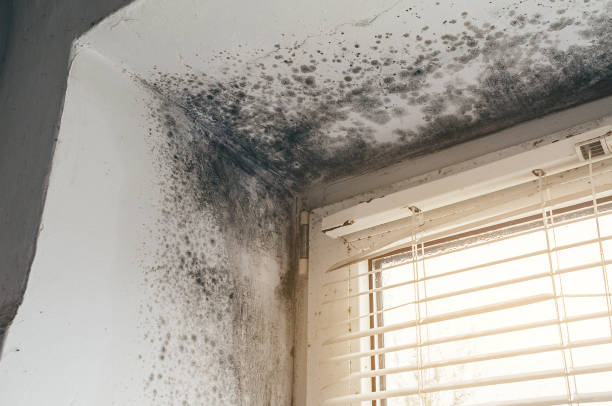 Affordable Black Mold Removal solutions in Park Ridge, NJ